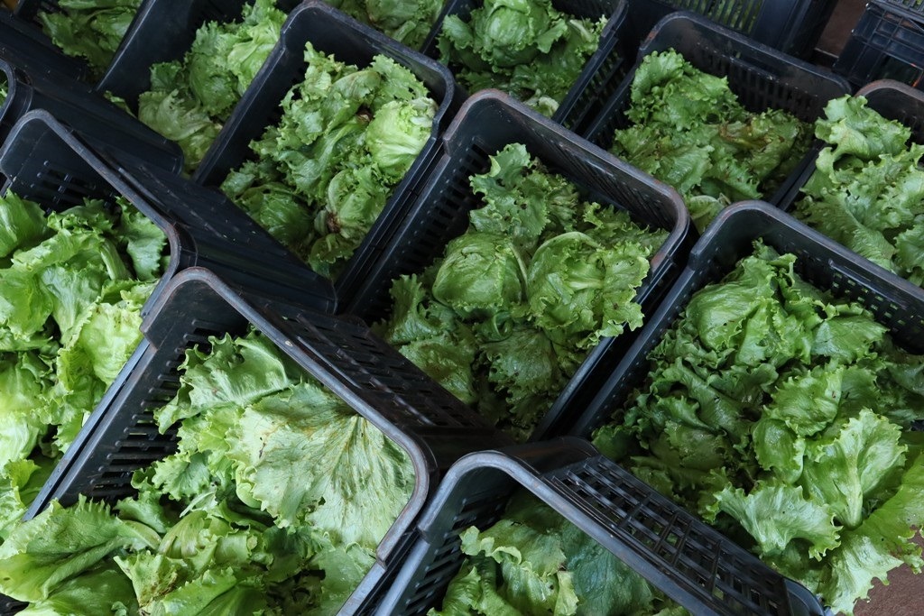 Banco de Alimentos de Dourados recebe doação de 200 caixas de verduras cultivadas em presídio Banco de Alimentos de Dourados recebe doação de 200 caixas de verduras cultivadas em presídio