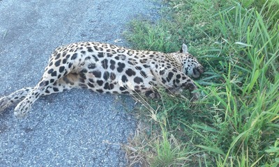 Onça-pintada é encontrada morta em rodovia de MS Onça-pintada é encontrada morta em rodovia de MS