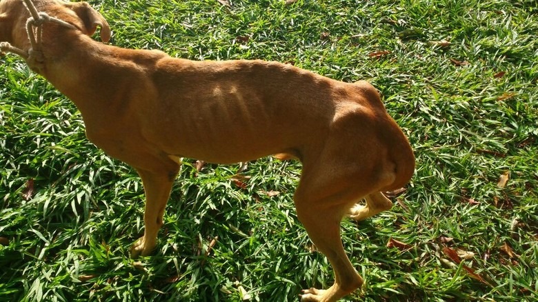 Homem é autuado em R$ 1 mil por maus-tratos e abandono de cachorro Homem é autuado em R$ 1 mil por maus-tratos e abandono de cachorro