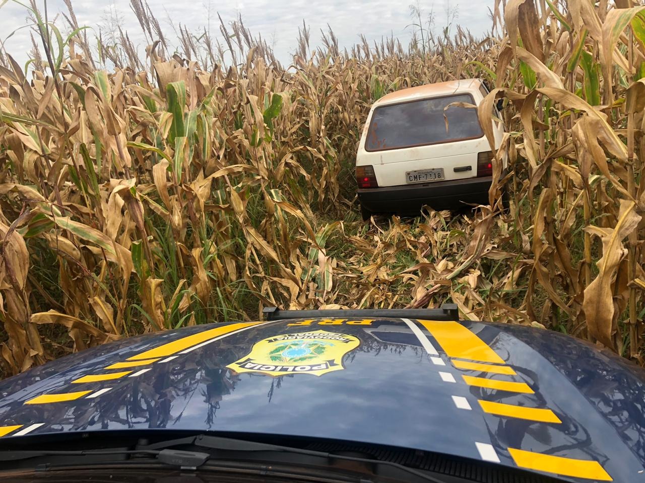 Traficante abandona Fiat Uno com maconha em milharal Divulgação