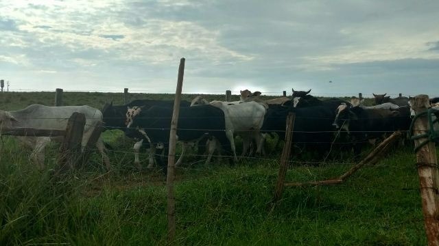 PMA autua assentado em R$ 10 mil por manter gado em área