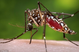 Sesau promove mobilização contra dengue e chikungunya nesta sexta Chikungunya foto Reuters