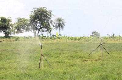 Fertirrigação à base de chorume de suíno é alternativa A agricultura é responsável por 70% do consumo de recursos hídricos, sendo a maior parte utilizada para a irrigação das plantações.