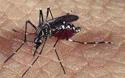 Três principais doenças transmitidas pelo Aedes aegypti contabilizam 800 mortes em 2016