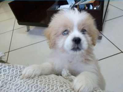 Cachorrinha de dois meses foi levada durante roubo (Foto: Reprodução/ TV Morena)
