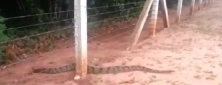 Mulher encontra jiboia gigante em calçada no MS Cobra foi encontrada na Capital - Foto: Reprodução/TV Morena