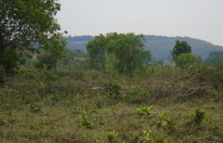 Pecuarista é autuado em R$ 13 mil por desmatamento ilegal de cerrado