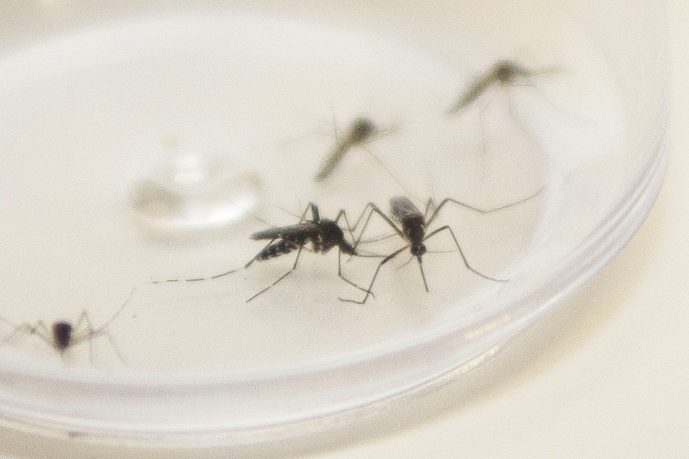 MS já registra 12 mortes e 4,3 mil casos de dengue confirmados