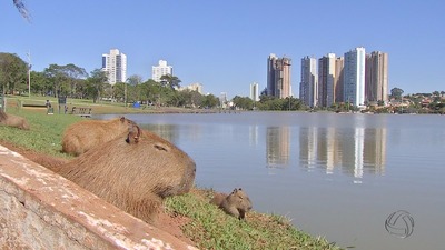 Parque das Nações Indígenas em Campo Grande MS (Foto: Reprodução/TV Morena)
