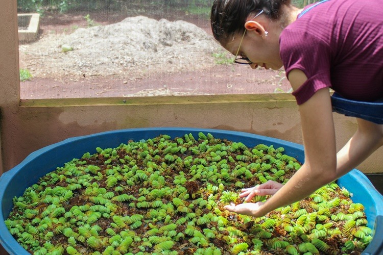 Pesquisa da UEMS avalia uso de plantas para descontaminação da água A pesquisa foi realizada no Programa de Pós-graduação em Recursos Naturais, na Unidade de Dourados. UEMS