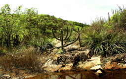 Portaria define áreas prioritárias para a conservação nos biomas da Caatinga, Cerrado e Pantanal Portaria define áreas prioritárias para a conservação nos biomas da Caatinga, Cerrado e Pantanal