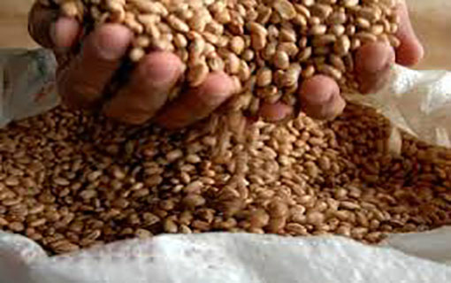 Brasileiro precisa diversificar consumo de feijão para evitar custo elevado de feijão-carioca Brasileiro precisa diversificar consumo de feijão para evitar custo elevado de feijão-carioca