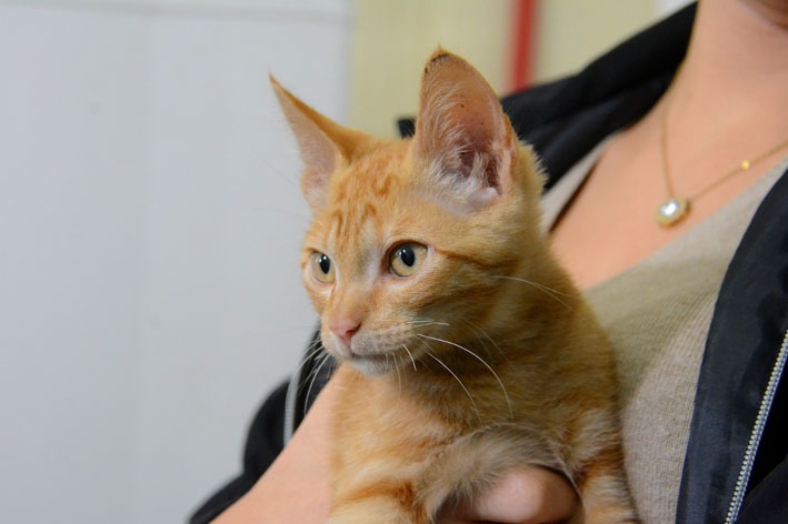Agendamento para castrações de felinos será feita por site. Divulgação