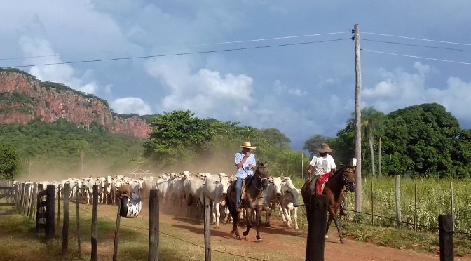 Produtores rurais devem atualizar cadastro da agropecuária e de estoque de animais Produtores rurais devem atualizar cadastro da agropecuária e de estoque de animais