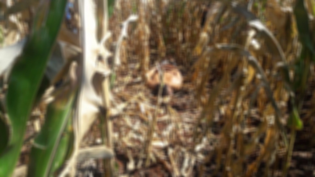 Homem é encontrado morto jogado em milharal com mãos e pés amarrados Homem é encontrado morto jogado em milharal com mãos e pés amarrados