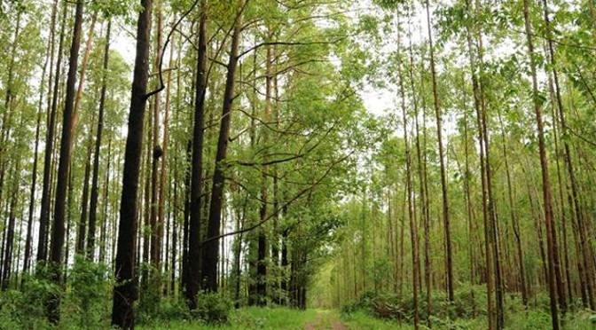 Câmara Setorial de Florestas de MS trabalha na atualização do Plano Florestal