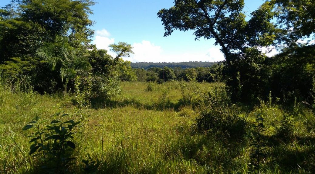 Fazendeiro em Rio Negro é atuado por desmatamento ilegal