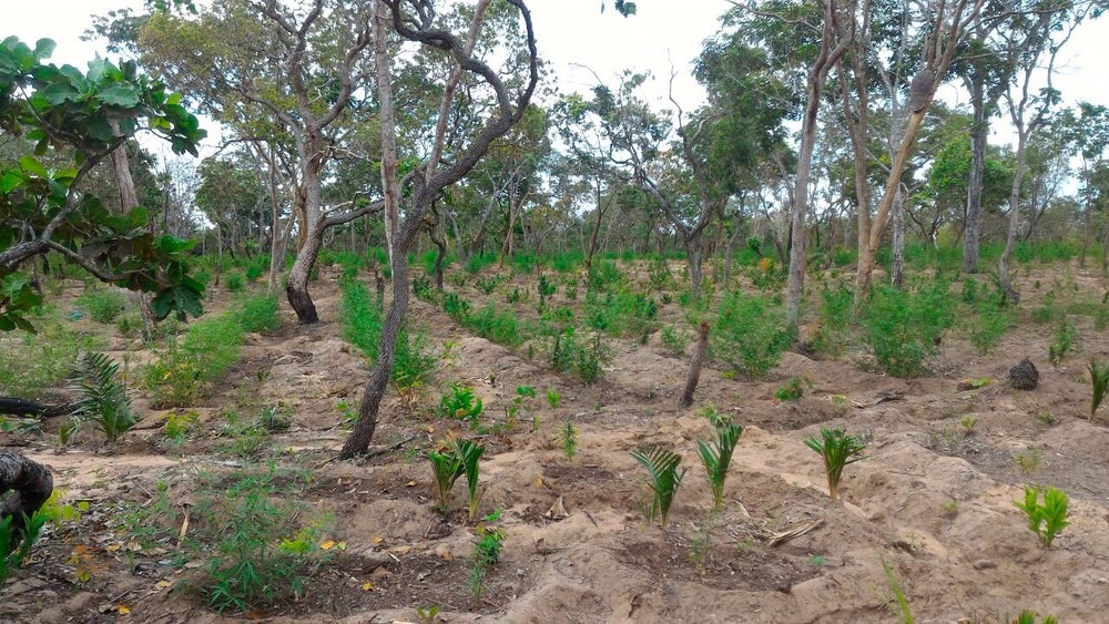 Terreno é descoberto com 20 mil pés de maconha no oeste da Bahia Terreno com plantação da droga foi descoberto pela polícia na região oeste da Bahia (Foto: Polícia Civil/Divulgação )