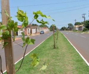 Canteiro de avenida em Campo Grande. - Geronimo Interlandi / PMCG