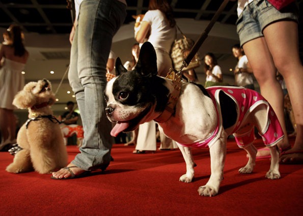 Desfile Pet arrecada ração para animais do CCZ no próximo sábado Foto Ilustrativa