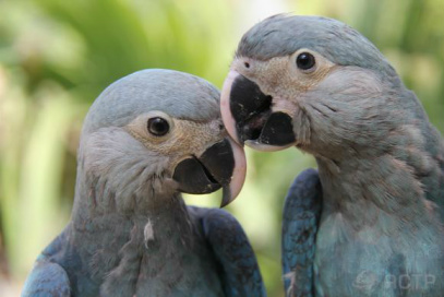 Ararinhas-azuis nascidas na Alemanha chegam ao Brasil Brasil recebe casal de ararinhas-azuis da Alemanha. Nascidas de uma fêmea brasileira, que foi levada ao país europeu para reprodução, as ararinhas foram batizadas de Carla e TiagoACTP/Divulgação