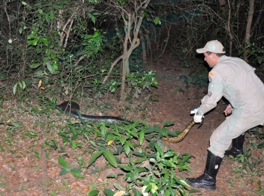 Sucuri é capturada após matar animais em fazenda