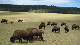  Copyright British Broadcasting Corporation 2015 Comportamento considerado 