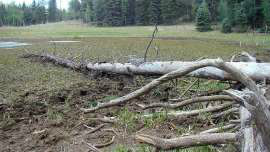 Copyright British Broadcasting Corporation 2015 'Beefalos' vêm causando grandes estragos ambientais no Parque Nacional do Grand Canyon, nos Estados Unidos