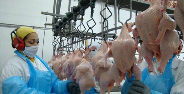 Embarques de carne de frango confirmam melhor junho de todos os tempos