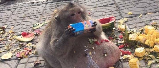 Macaco obeso, ‘Uncle Fat’ segue dieta rígida para sobreviver arquivo