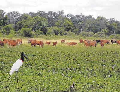 Embrapa lança estudo para traça perfil do Pantanal Pecuária do Pantanal avança no uso de novas tecnologias - Foto: Nicolli Dichoff/Divulgação