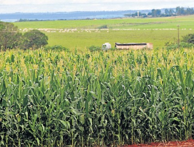 No caso da safrinha, o índice de comercialização pouco evoluiu e está em 14,88%, diante de bom desenvolvimento do grão - Foto: Valdenir Rezende/Correio do Estado
