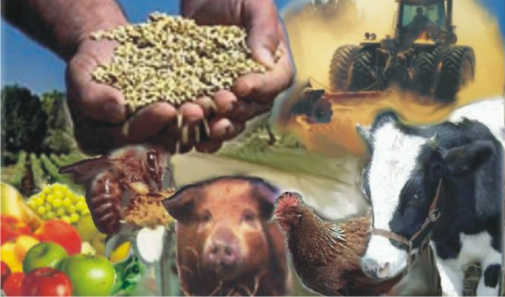 Dos dez produtos mais exportados pelo Brasil, sete são do agronegócio Reprodução