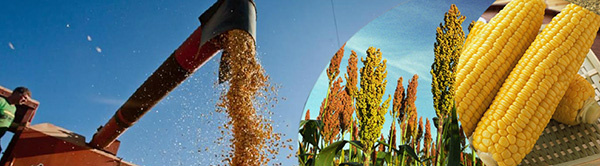 Tecnologias favorecem produtor em períodos de restrição hídrica Tecnologias favorecem produtor em períodos de restrição hídrica