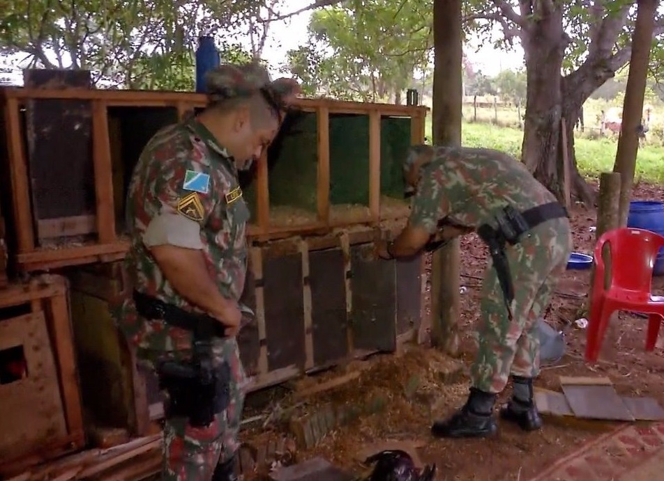 PMA leva 21 pessoas para delegacia e apreende 60 galos de rinha