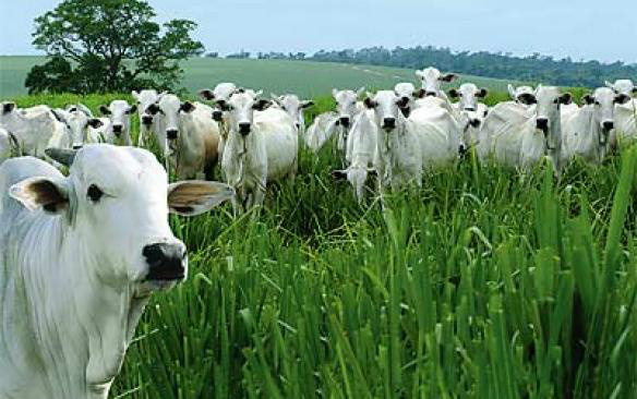 Pecuária brasileira é sustentável, produz cada vez mais e reduz emissão de gases