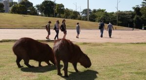 Parques das Nações Indígenas e dos Poderes são opções de lazer para este domingo Parques das Nações Indígenas e dos Poderes são opções de lazer para este domingo
