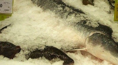 Preço de pescado chega a ter varição de 200%, aponta pesquisa