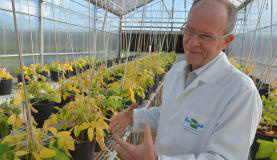 O pesquisador da Embrapa Elíbio Rech fala sobre a pesquisa por meio da qual se conseguiu extrair uma proteína presente em algas que é capaz de impedir a multiplicação do vírus HIV no corpo humanoArquivo/Wilson Dias/Agência Brasil