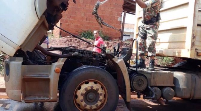 Lagarto é encontrado em motor de caminhão em Naviraí Lagarto é encontrado em motor de caminhão em Naviraí