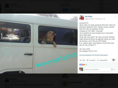 Cães viram modelos nas redes sociais e até 'falam' sobre o banho e tosa Pet shop posta fotos de cachorros com leganda simulando conversa dos animais (Foto: Reprodução/ Facebook)