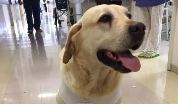 Câmara debate liberação da entrada de animais de estimação em hospitais Divulgação