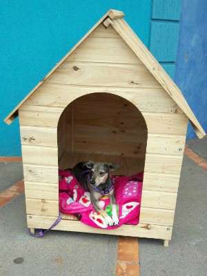 Cães viram modelos nas redes sociais e até 'falam' sobre o banho e tosa Filha é modelo de pet shop em Jardim (MS)
(Foto: Tharyana Durigon/ Arquivo Pessoal)