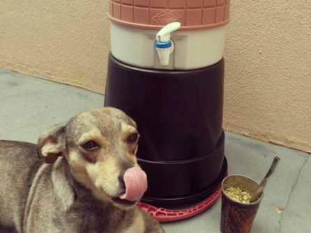 Cães viram modelos nas redes sociais e até 'falam' sobre o banho e tosa Filha, a vira-lata que foi resgatada das ruas (Foto: Tharyana Durigon/ Arquivo Pessoal)