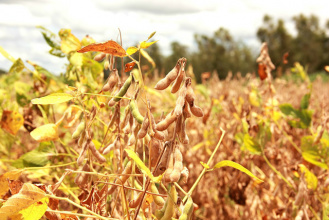 Soja já foi colhida em 77% da área plantada prevista - Foto: Famasul