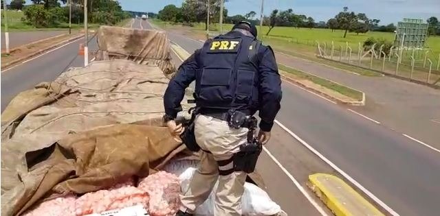 PRF apreende uma tonelada de agrotóxico em carga de alho Foto: PRF/Divulgação