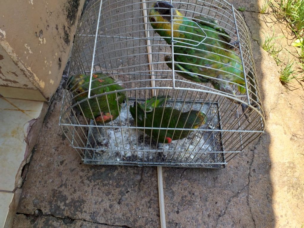 Mulher é autuada por manter papagaios ilegalmente em fazenda