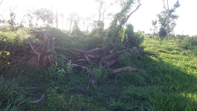 Proprietário rural é autuado por desmatamento de vegetação nativa Proprietário rural é autuado por desmatamento de vegetação nativa