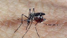 Brasil tem 340 municípios em situação de risco para dengue e chikungunya Nordeste concentra a maioria dos municípios com risco de epidemia de dengue Arquivo Agência Brasil