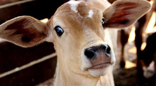 Meta de MS é imunizar 8 milhões de animais na 2ª etapa de vacinação contra febre aftosa